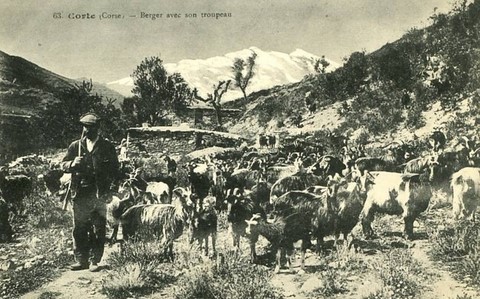 berger corse