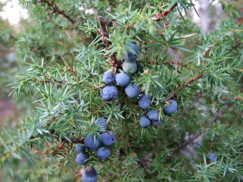 Le Genevrier, Juniperus communis