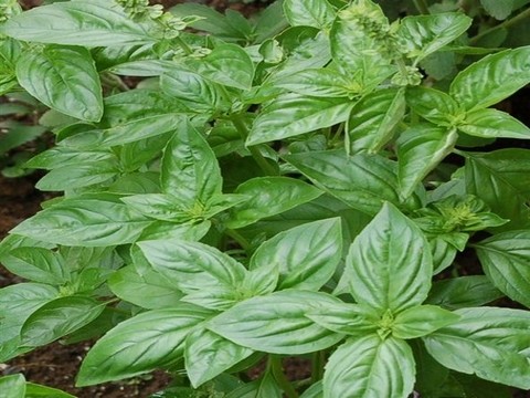 plantes medicinales corses, le basilic