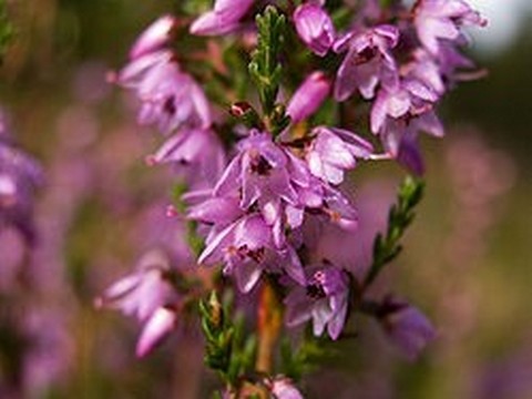 plantes medicinales corses, Le Genèvrier ou ghjinebru