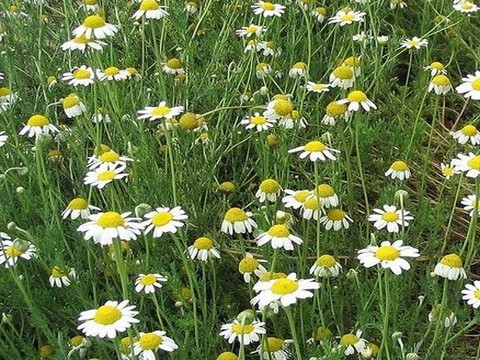 plantes medicinales corses, la camomille romaine