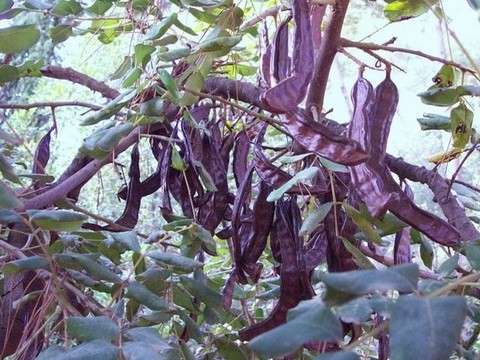 plantes medicinales corses, Le caroubier.U Carrubu.