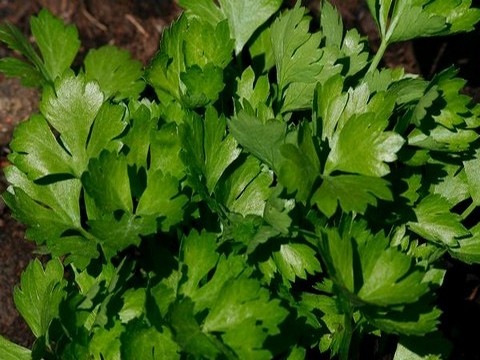 plantes medicinales corses, le céleri