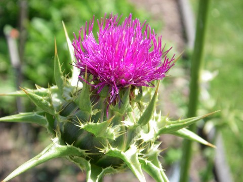 plantes medicinales corses, le chardon-marie