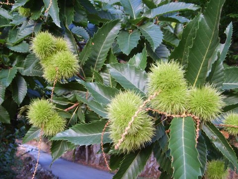 plantes medicinales corses, Le châtaignier.U Castagnu.