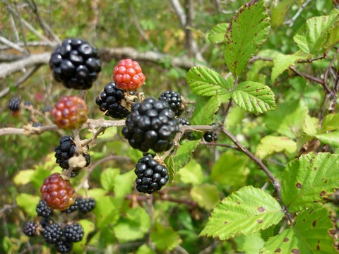 La Mûre,Rubus fruticosus