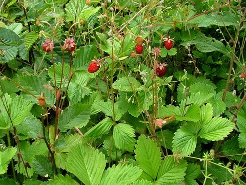 La Fraise des bois, Fragaria vesca 