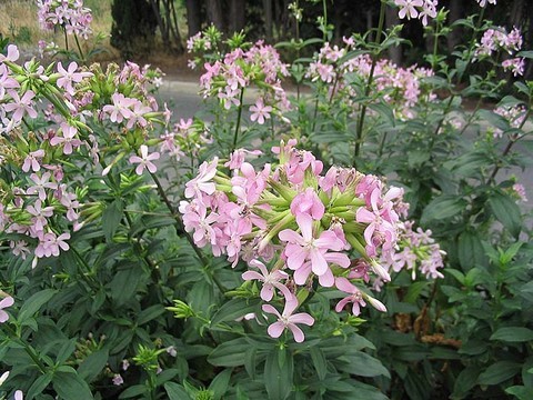 plantes medicinales corses, La saponaire. U Sapone