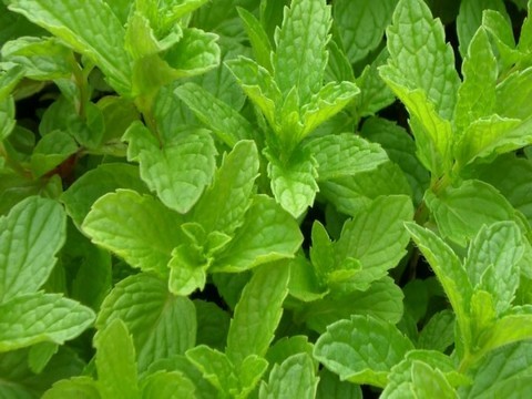 plantes medicinales corses, La menthe. Menta