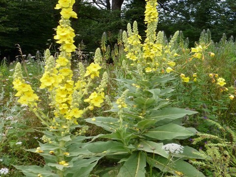 plantes medicinales corses, Le bouillon blanc. U Biancu