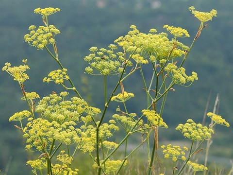 plantes medicinales corses,Le fenouil .U Finochju.