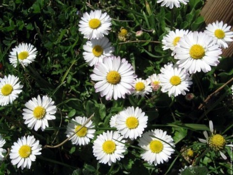 plantes medicinales corses, La pâquerette, A Pratellina