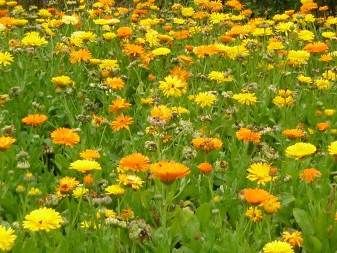 plantes medicinales corses, Le souci . Calendula