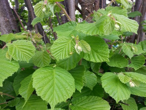 plantes medicinales corses, Le Noisetier,A Nucciola