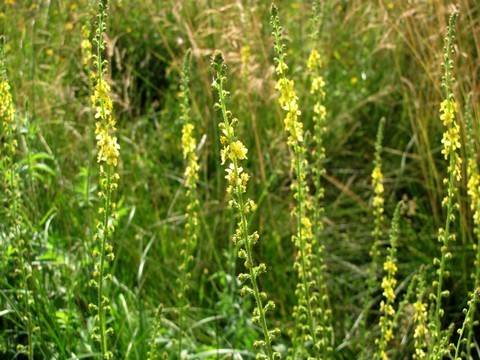 plantes medicinales corses, L'aigremoine.Agrimonia