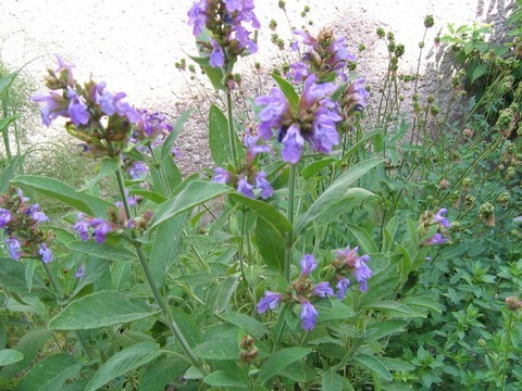 plantes medicinales corses, La Sauge,A Salce