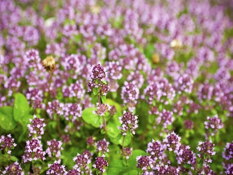 plantes medicinales corses, La Marjolaine,Nepita