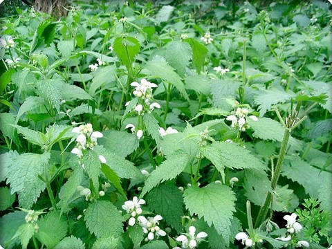 plantes medicinales corses, L'ortie romaine. L'Urticula