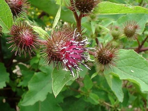 plantes medicinales corses,La bardane.Erba Tignosa