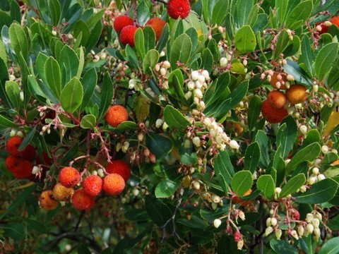 plantes medicinales corses, l'arbousier