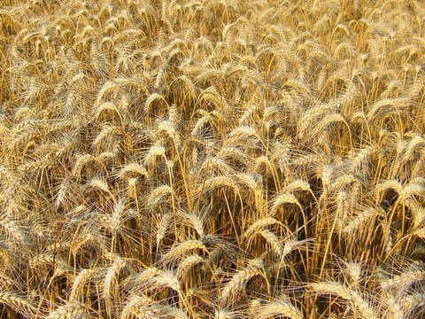 plantes medicinales corses,L'Avoine ou Vena