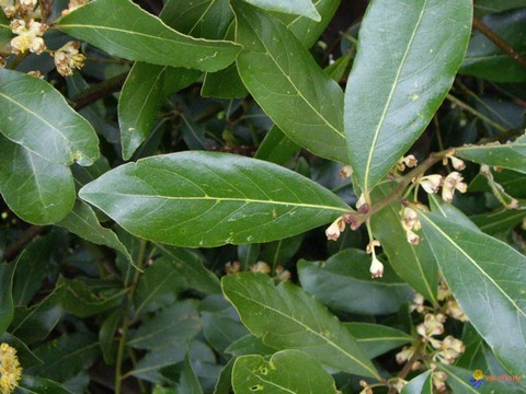 plantes medicinales corses,Le laurier ou aloru