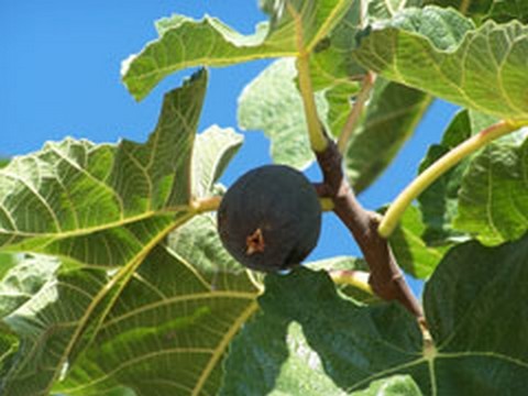 plantes medicinales corses, Le Figuier ou Fica