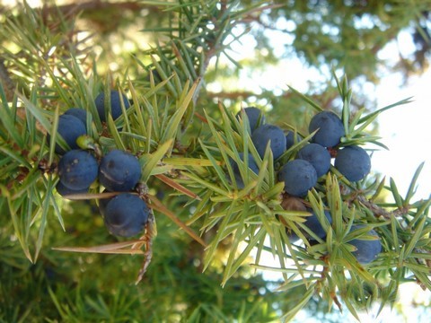 plantes medicinales corses, Le Genèvrier ou ghjinebru