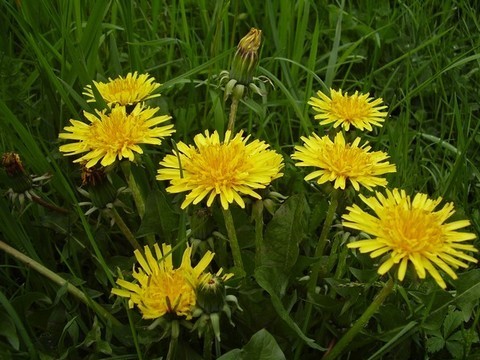 plantes medicinales corses,Le Pissenlit ou Nattarelu