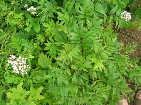 plantes medicinales corses, la valeriane