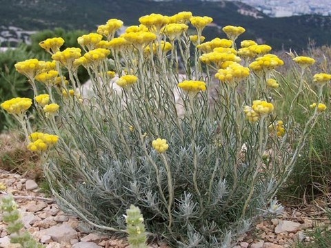 plantes medicinales corses,L'immortelle ou murzza