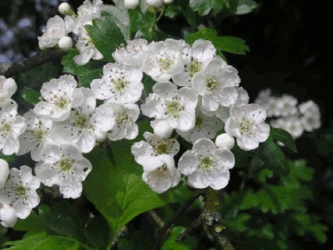 plantes medicinales corses,Aubépine ou albaspina