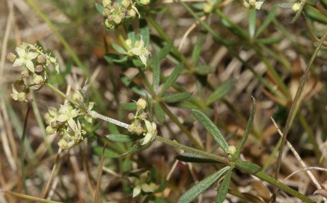 Genista Corsica , plante endemique corse