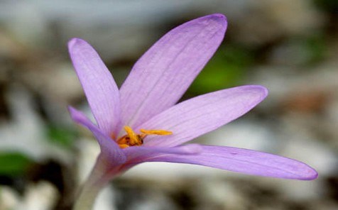 Colchicum Corsicum , plante endemique corse