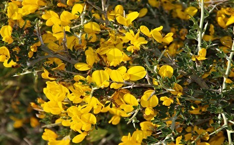 Genista Corsica , plante endemique corse