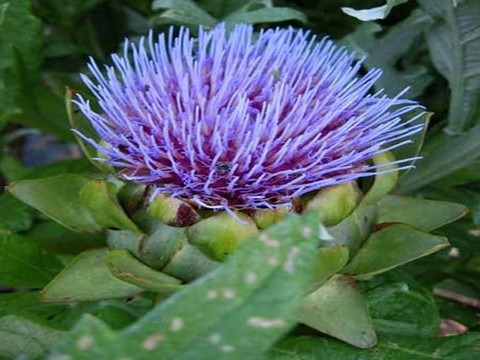 plantes medicinales corses, l'artichaut