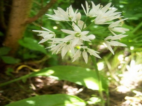 plantes medicinales corses, l'ail des ours