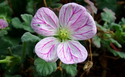 Galium Corsicum , plante endemique corse