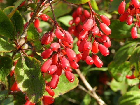 L'Epine-vinette,Berberis uulgaris