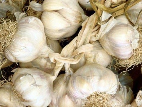 plantes medicinales corses, l'ail