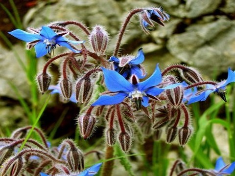 plantes medicinales corses la bourrache.A burracine.