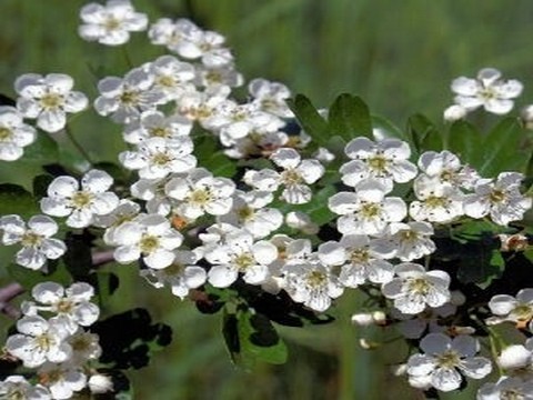 plantes medicinales corses, l'aubépine