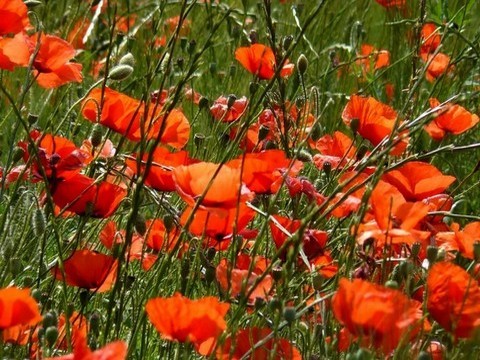 plantes medicinales corses,Le coquelicot.U Pampasgiolu.