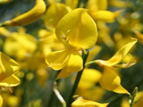 plantes medicinales corses, Le genêt.A Ghjinestra