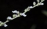 Acinos Corsicus, plante endemique corse