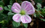 Galium Corsicum , plante endemique corse