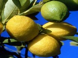 plantes medicinales corses,Le citron.U Limone.