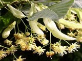 plantes medicinales corses, Le Tillieul, U Tigliolu